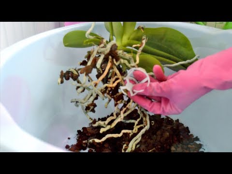 Видео: МОЖНО ЛИ ПЕРЕСАЖИВАТЬ ОРХИДЕЮ ВО ВРЕМЯ ЦВЕТЕНИЯ ПОСЛЕ ПОКУПКИ?
