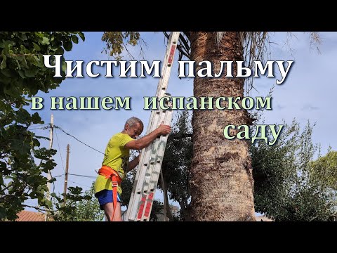 Видео: Чистим пальму🌴в нашем саду в Испании 🌊 Крабики, море и перекраска мебели.