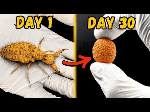 Видео: Я купил армию песчаных монстров онлайн