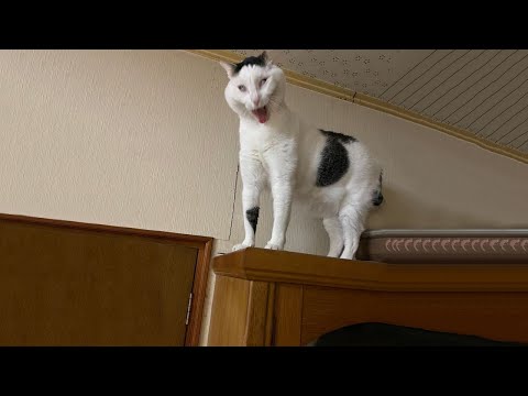 Видео: Самые смешные видео с кошками 2025 года 😹 Постарайтесь не смеяться 😂 Часть 13