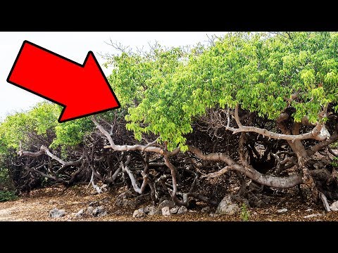 Видео: Если Увидите Это Дерево, Бегите Подальше и Зовите на Помощь!