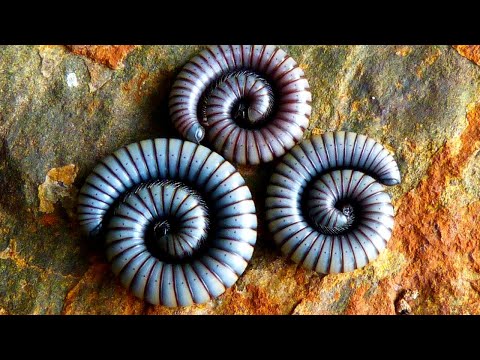 Видео: Одни из самых опасных животных на Земле