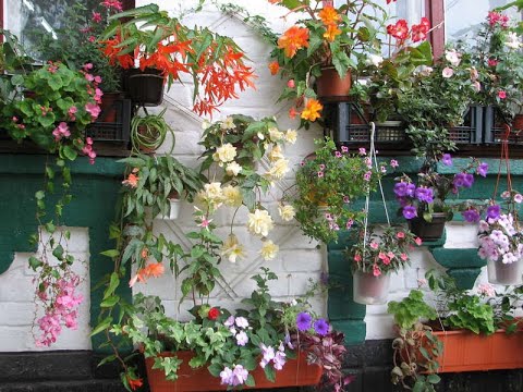 Видео: Цветущие растения для квартиры, офиса и дома.