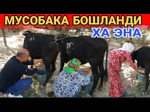 Видео: КАЛТАК БИЛАН УРАДИГАН ЭНА КЕЛДИ  (ОХУНОВ ТВ)