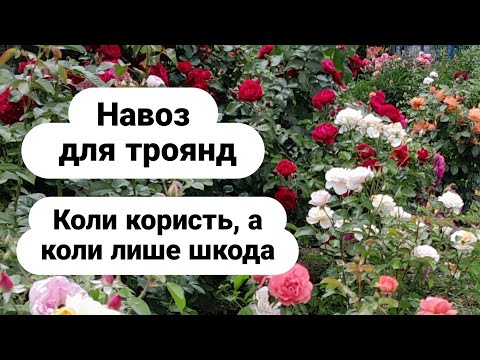 Видео: Навоз для троянд