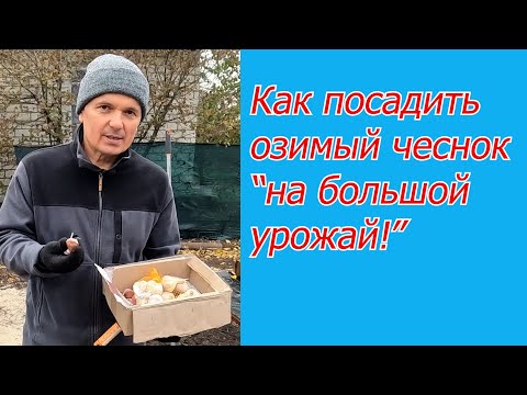 Видео: Посадка озимого чеснока- как это сделать легко и с хорошим результатом.