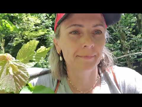 Видео: Жоэкварское ущелье Гагры. 2 водопада