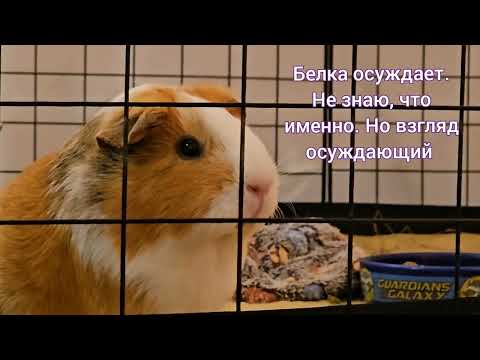 Видео: Видео для любителей чистоты у морских свинок 😅 (пересматривать по 3 раза для достижения эффекта)