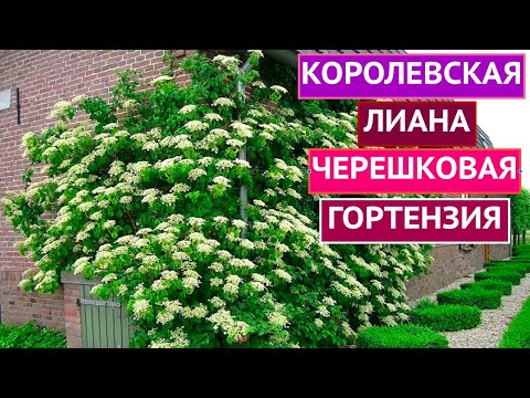 Видео: ВСЕ О ЧЕРЕШКОВОЙ ГОРТЕНЗИИ! ЭТА ЛИАНА ЗАДЕКОРИРУЕТ ЛЮБУЮ ЗОНУ В САДУ!