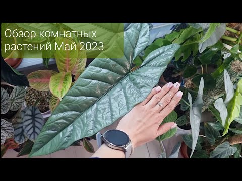 Видео: Обзор комнатных растений дома Май 2023