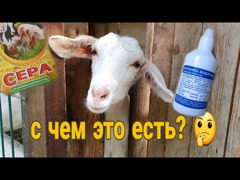 Видео: Лечение нательных паразитов и ушного клеща у животных.