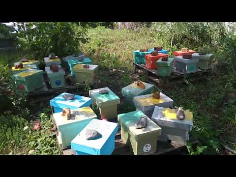 Видео: Вот так выглядит наше хозяйство!!!