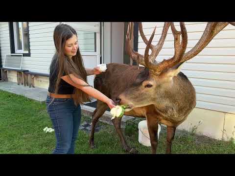Видео: Олень Борис і ранкова кава (архів) #irysik3076 #deer #animals #олень #оленьборис #оленьборя