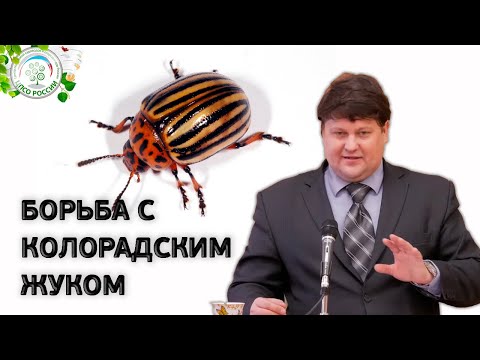 Видео: КОЛОРАДСКИЙ ЖУК. Средство от колорадского жука.