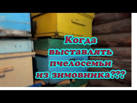 Видео: КАК И КОГДА ВЫСТАВЛЯТЬ ПЧЕЛОСЕМЬИ ИЗ ЗИМОВНИКА??