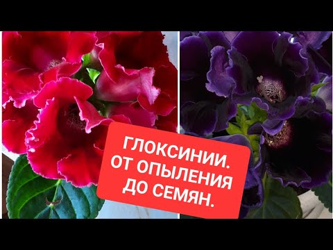 Видео: ГЛОКСИНИИ.От опыления до семян.