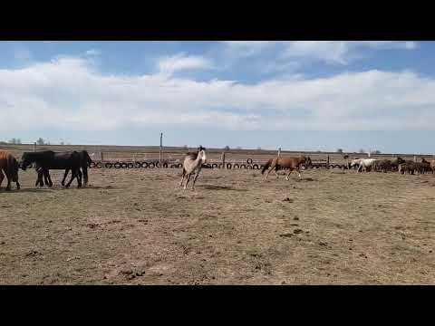 Видео: Айғыр қосу, түспей жатып түсінбей қалды не болғанын
