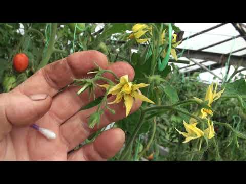 Видео: Как вывести новый сорт томата