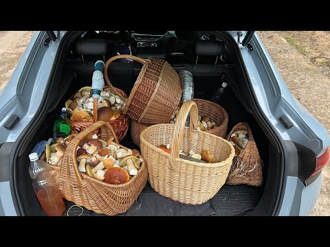 Видео:  ЗАКОС ЗАКОСОВИЧ ЗАКОСОВ ! БАГАЖНИК БЕЛЫХ ГРИБОВ ЗА ДЕНЬ СОБРАЛИ ! Грибы 2025 !