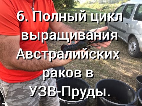 Видео: 6.  Полный цикл выращивания Австралийских раков УЗВ-Пруды.