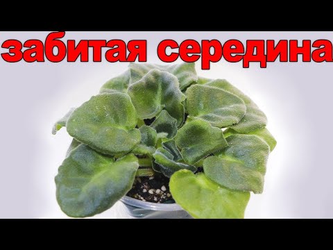 Видео: ПОЧЕМУ У ФИАЛКИ СГУЩАЕТСЯ СЕРЕДИНА И МЕЛЬЧАЮТ ЛИСТЬЯ? КАК ПОМОЧЬ? 8 РАСПРОСТРАНЕННЫХ ПРИЧИН