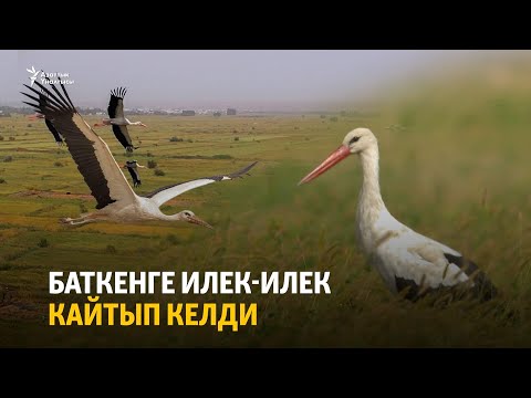 Видео: Баткен: Илек-илек куштары кайтып келди