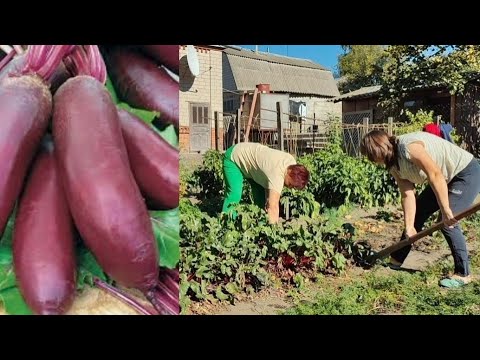 Видео: ЗіБРАЛИ БУРЯК ДО ДОЩУ!