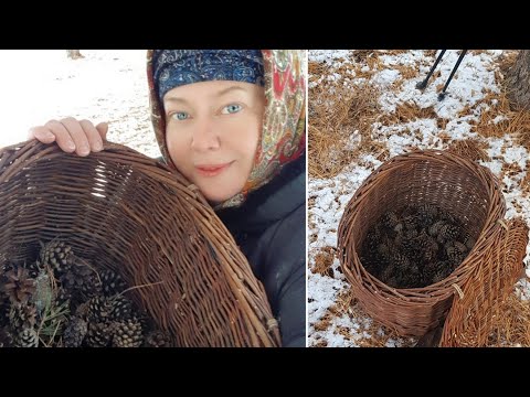Видео: Поход в лес за шишками по первому снегу .🌲❄