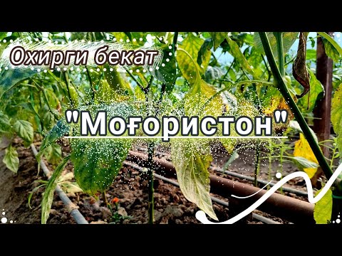 Видео: Етиб келдик, охирги бекат "Моғористон".