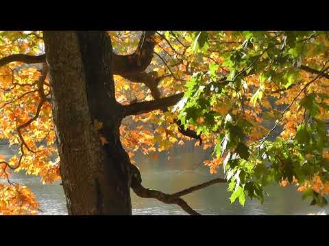 Видео: Гатчина & Jim Chappel