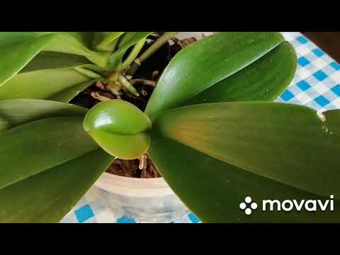 Видео: Мощные цветонос на орхидея. Как я добиваюсь таких результатов.