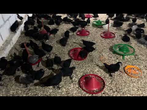 Видео: ХАМАГА РАХМАТ АКАЛАР