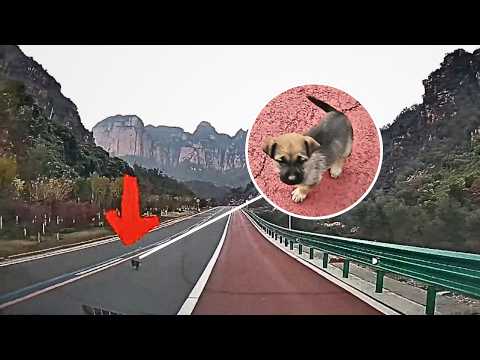 Видео: На скоростной дороге появилась потерявшаяся собачка, и когда приближалась опасность, появился ангел.