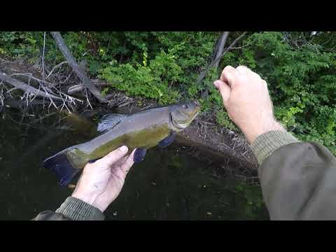 Видео: ОТЛИЧНО ПОРЫБАЧИЛ НА ЛИНЯ С БОКОВЫМ КИВКОМ.
