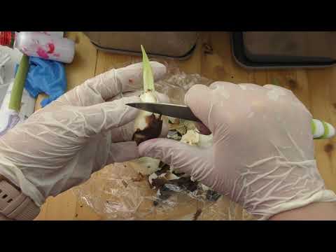 Видео: Две луковицы одного сорта. А разная судьба