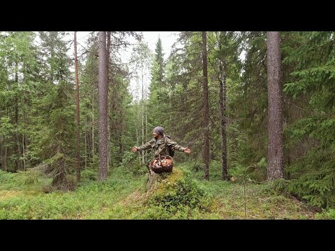 Видео: ОНИ МЕНЯ ОКРУЖАЛИ А Я ИХ РЕЗАЛ. Много грибов. Сбор грибов в Карелии. Поход за грибами. Грибы пошли