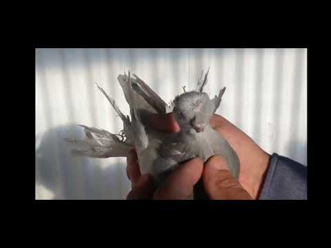 Видео: КУРНОСЫЕ ПОЛОСАТЫЕ ГОЛУБИ БАДЫРОВА АРИФА из г.Чу