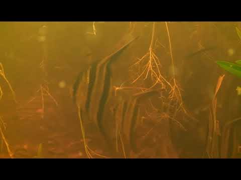 Видео: АЛЬТУМ. Описание, обитание, виды.