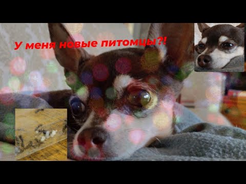 Видео: У меня появились новые питомцы?!