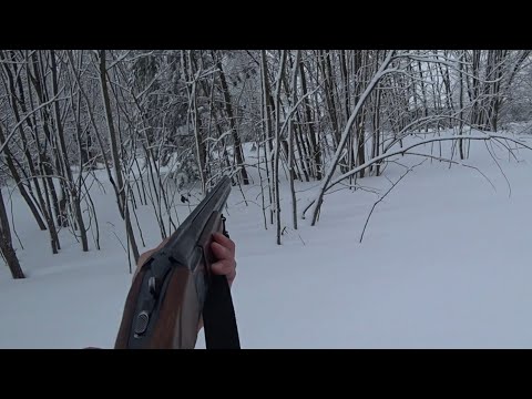 Видео: охота на зайца в Ленинградской области сезон 2023-2024 #6