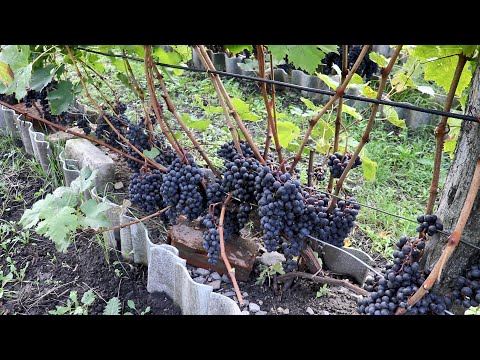 Видео: Состояние Сортов винограда на 14.10.22 / Розе из ПИНО НУАРА!!!