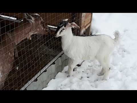 Видео: Снег и козы.