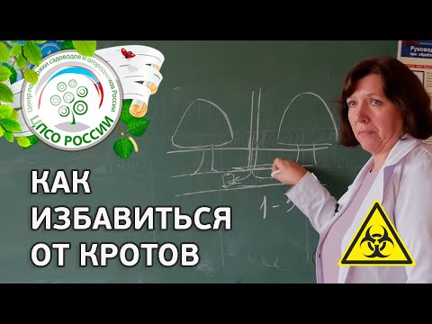 Видео: Борьба с кротами. Как избавиться от кротов на участке.