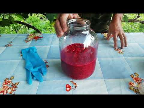 Видео: Вино из красной смородины. 2 этап. НЮАНСЫ.