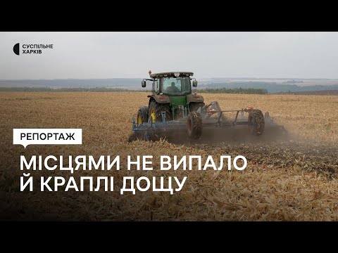 Видео: Як цьогорічні заморозки та посуха вплинули на вирощування озимини на Харківщині