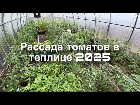 Видео: Обзор теплиц с томатами и рассадой на 7 мая 2025 !