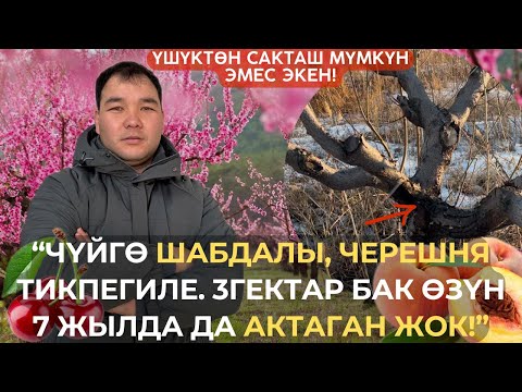 Видео: Талаада калган 7 жыл жана миллиондор!Агроном Арсен Тыныбеков баарын жашырбай айтып берди.