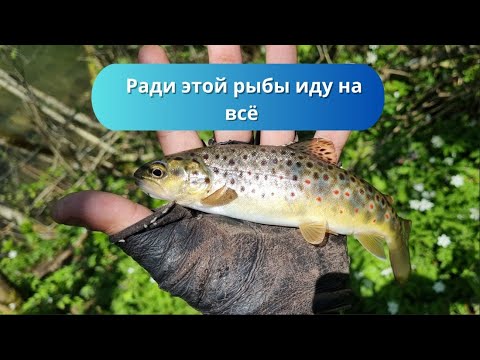 Видео: #95 Снова ловлю форель. Не ожидал такой рыбалки