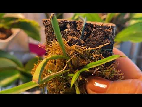 Видео: #орхидеи на блоке#Орхидеи на блоке .Уход,полив,результат.