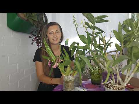 Видео: Мой УХОД за БУЛЬБОВЫМИ ОРХИДЕЯМИ, как ЗАСТАВИТЬ ОРХИДЕИ Цвести